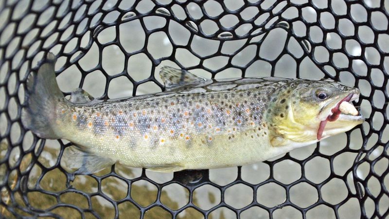 Trout fishing in the river