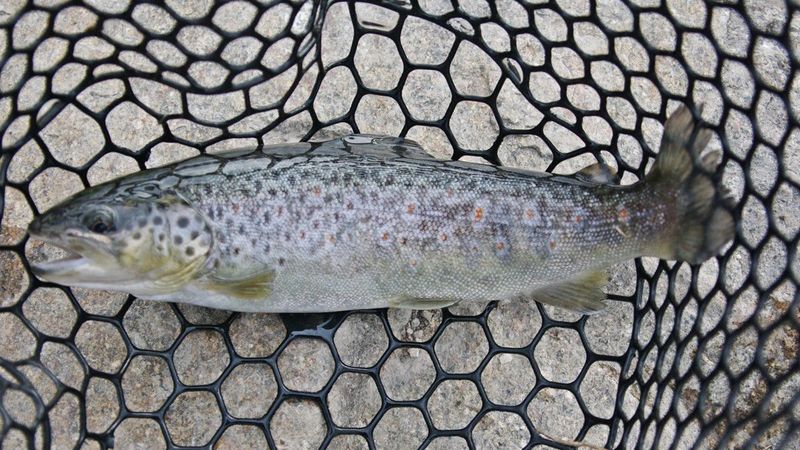 Trout fishing in the stream