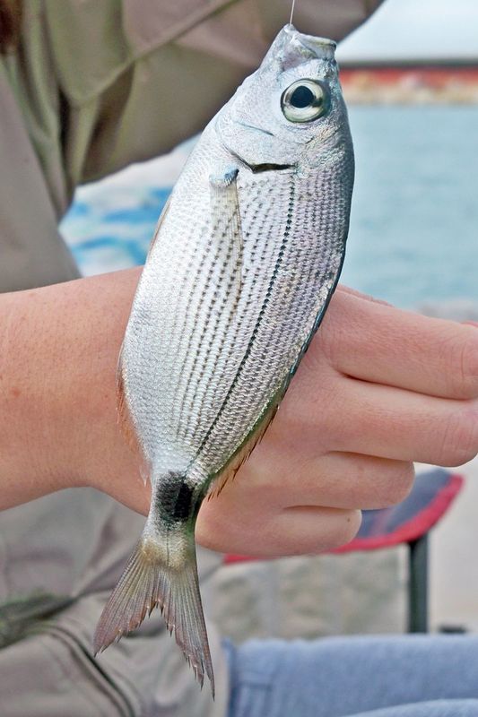 Bolognese fishing at sea