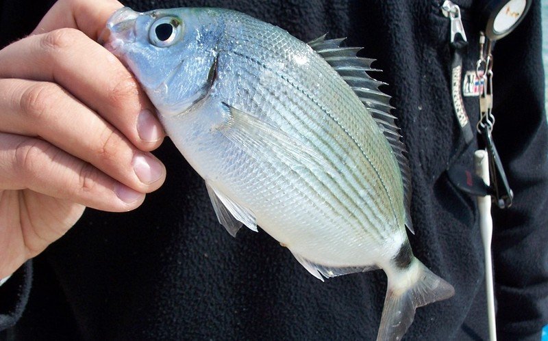 Glance fishing with the Bolognese technique