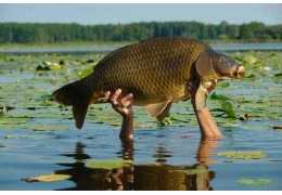 Carpfishing: Pesca che passione! – tutto ciò che c’è da sapere