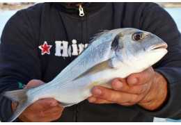 How to fish ledgering in the sea