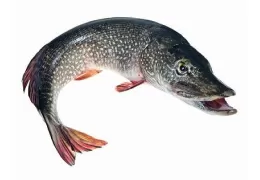 Pike Fishing: Characteristics and how to fish