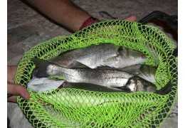 Fishing with Bolognese in the sea at night