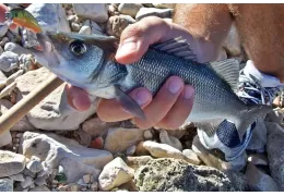 Sea Bass Spinning: how to fish for sea bass with this technique